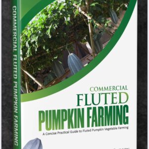 Commercial Fluted Pumpkin Farming