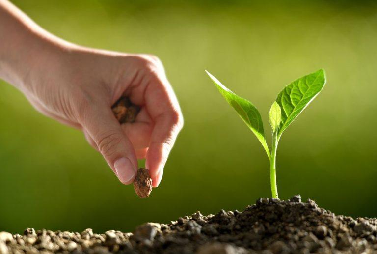 Seed & Seedling banner