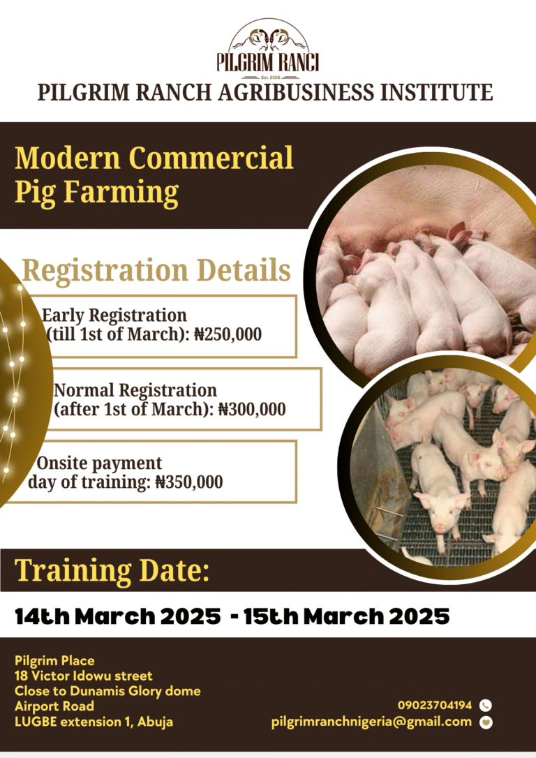 Modern Commercial Pig Farming